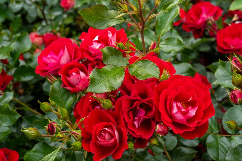 tallinna-botaanikaaia-rosarium 2025-07-20 1-79