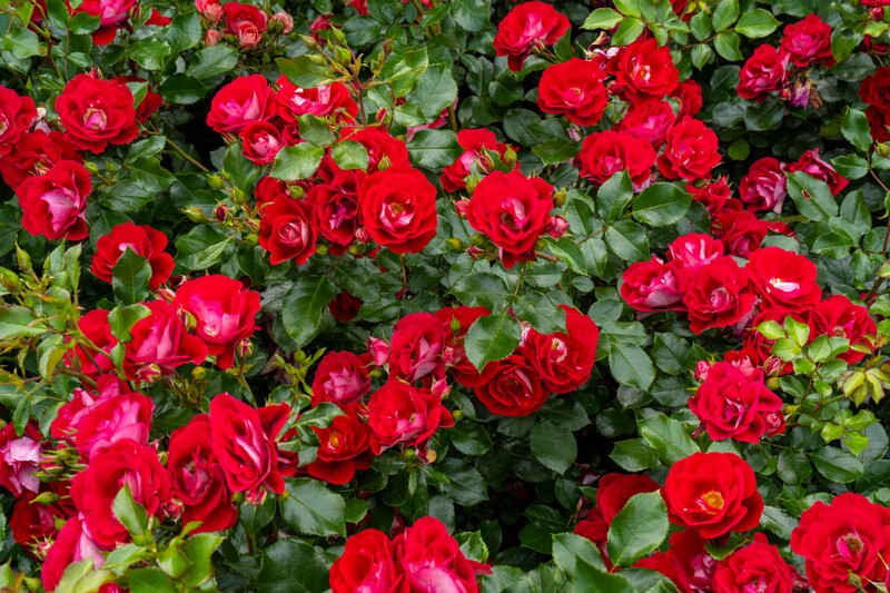 tallinna-botaanikaaia-rosarium 2025-07-20 1-80