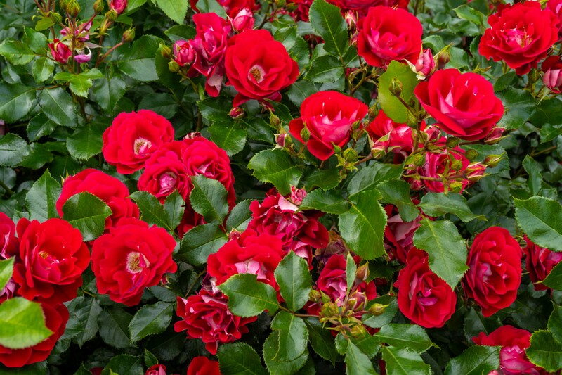 tallinna-botaanikaaia-rosarium 2025-07-20 1-81