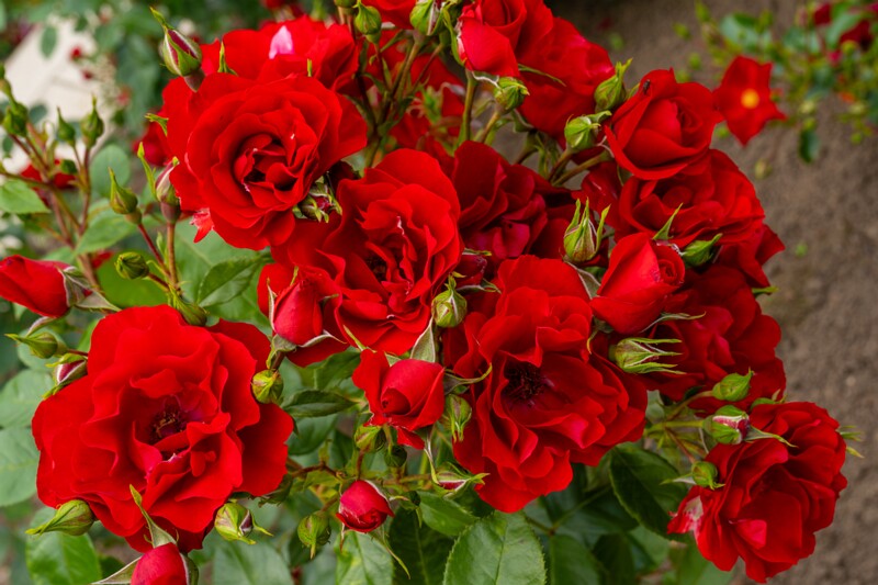 tallinna-botaanikaaia-rosarium 2025-07-20 1-82