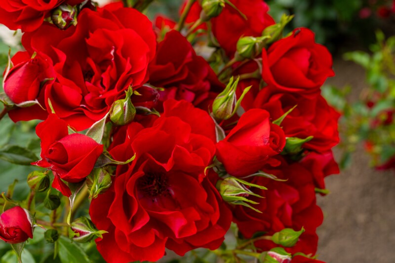 tallinna-botaanikaaia-rosarium 2025-07-20 1-83