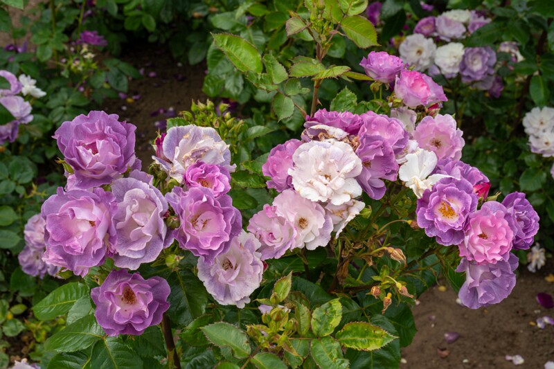 tallinna-botaanikaaia-rosarium 2025-07-20 1-84