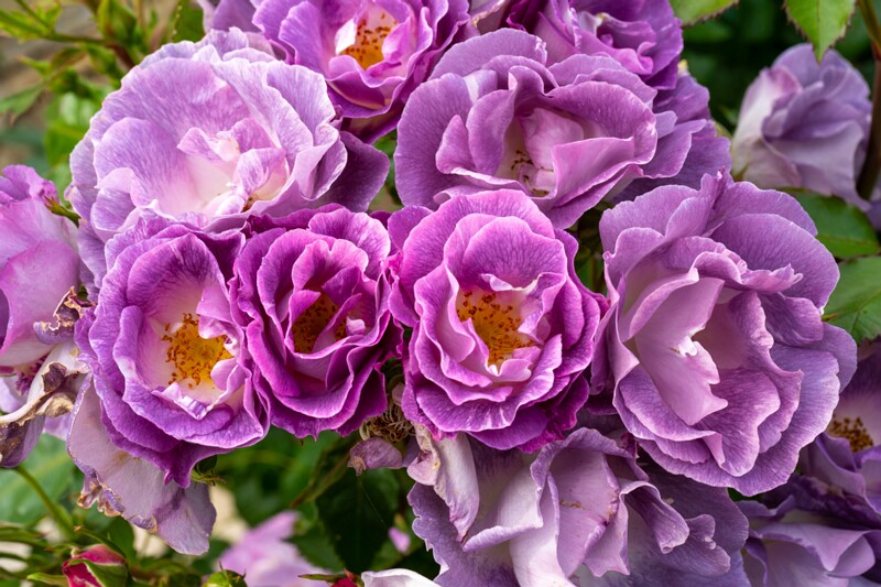 tallinna-botaanikaaia-rosarium 2025-07-20 1-85