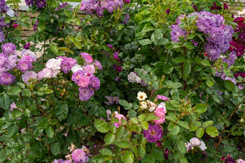 tallinna-botaanikaaia-rosarium 2025-07-20 1-86