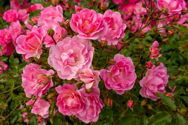 tallinna-botaanikaaia-rosarium 2025-07-20 1-87