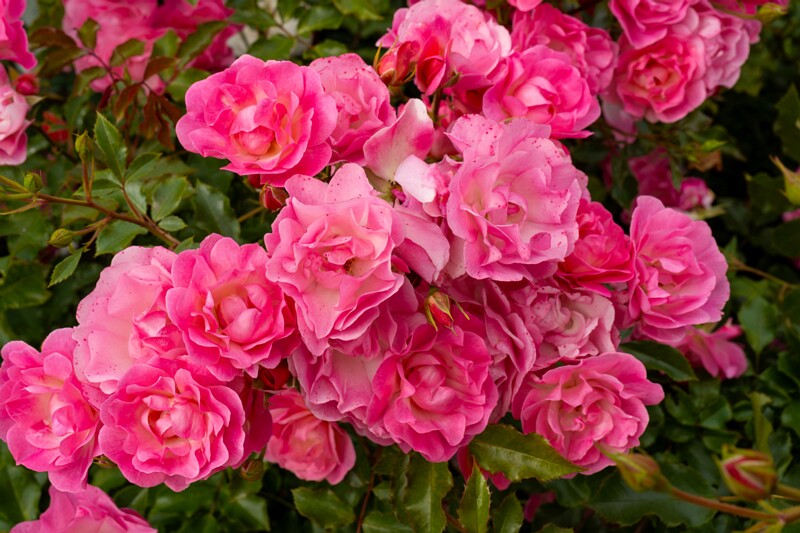 tallinna-botaanikaaia-rosarium 2025-07-20 1-88