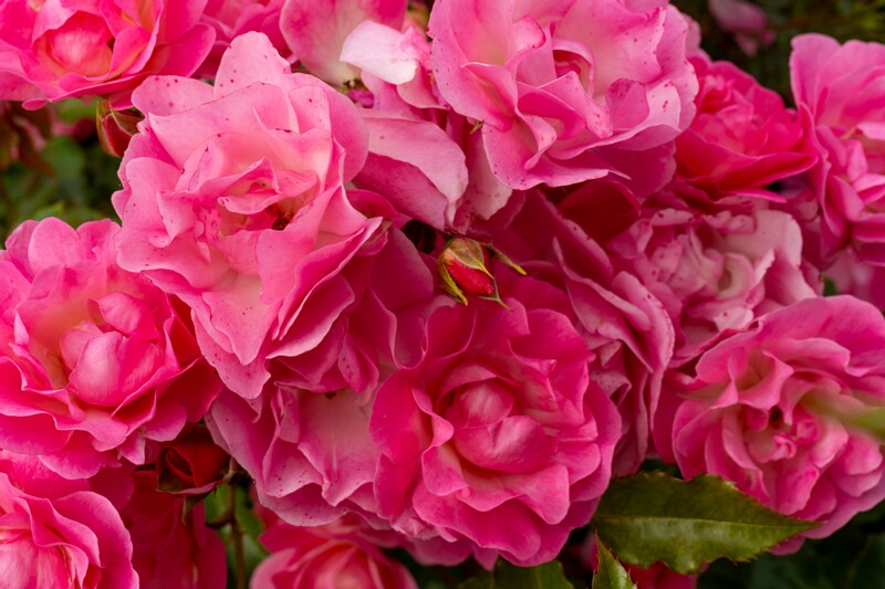 tallinna-botaanikaaia-rosarium 2025-07-20 1-89