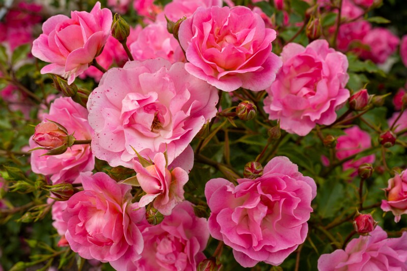 tallinna-botaanikaaia-rosarium 2025-07-20 1-90