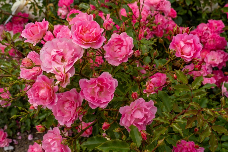 tallinna-botaanikaaia-rosarium 2025-07-20 1-91