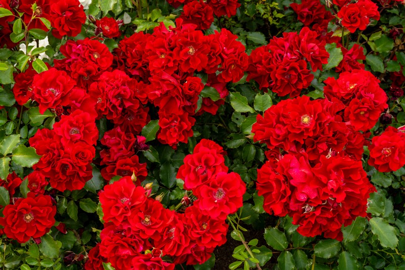 tallinna-botaanikaaia-rosarium 2025-07-20 1-92