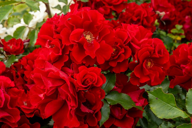 tallinna-botaanikaaia-rosarium 2025-07-20 1-93