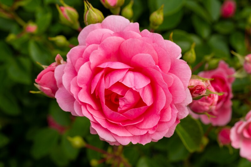 tallinna-botaanikaaia-rosarium 2025-07-20 1-94