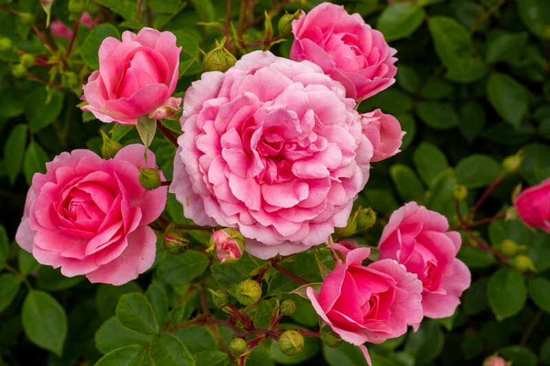 tallinna-botaanikaaia-rosarium 2025-07-20 1-95