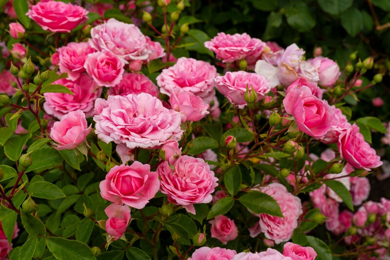 tallinna-botaanikaaia-rosarium 2025-07-20 1-96