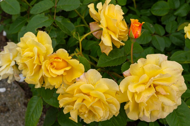 tallinna-botaanikaaia-rosarium 2025-07-20 1-97