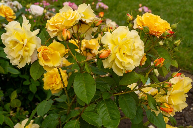 tallinna-botaanikaaia-rosarium 2025-07-20 1-98