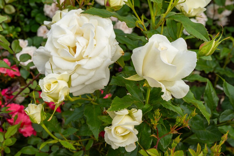 tallinna-botaanikaaia-rosarium 2025-07-20 1-99