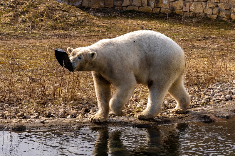 tallinna-loomaaed 2025-04-06 1-1