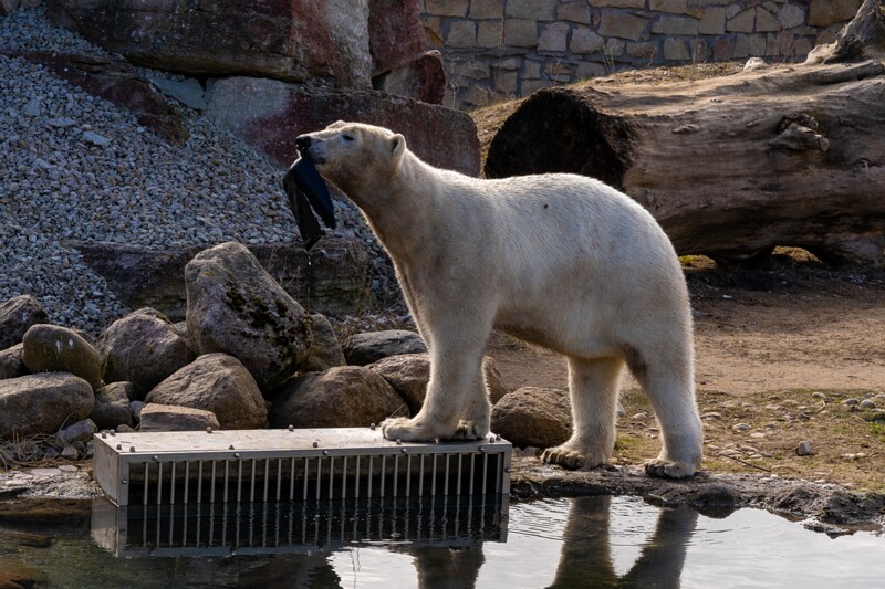 tallinna-loomaaed 2025-04-06 1-12