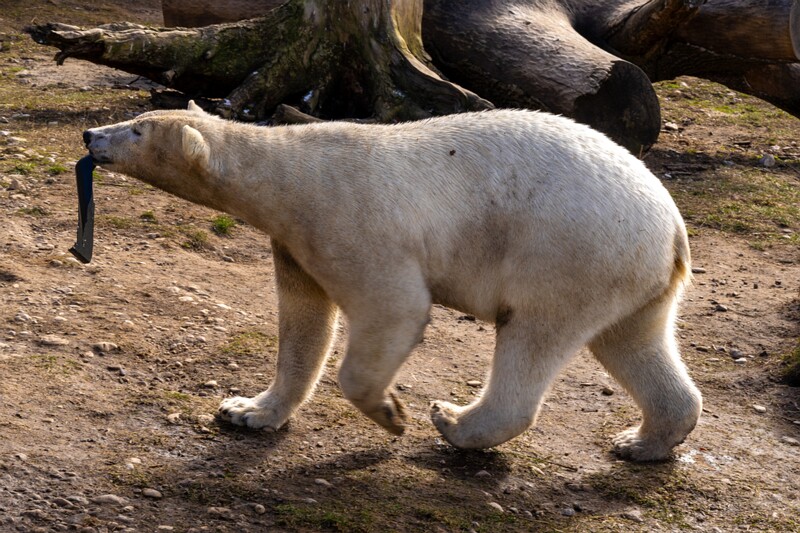 tallinna-loomaaed 2025-04-06 1-16