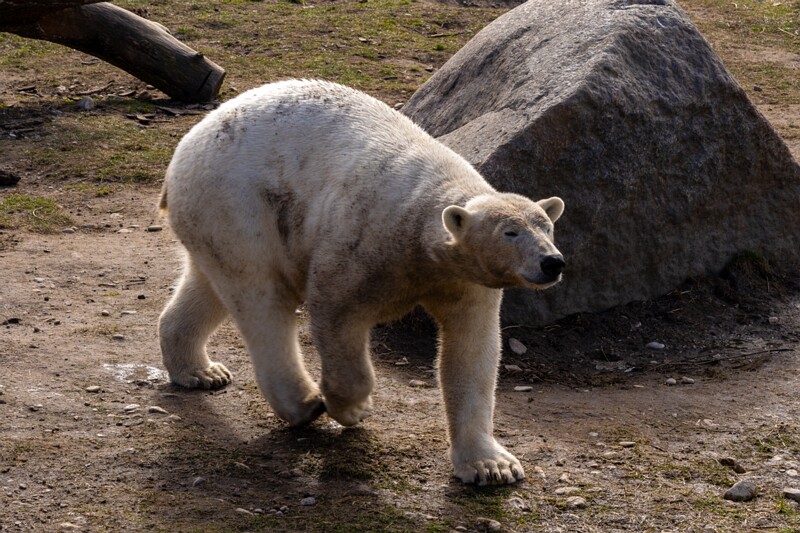 tallinna-loomaaed 2025-04-06 1-17