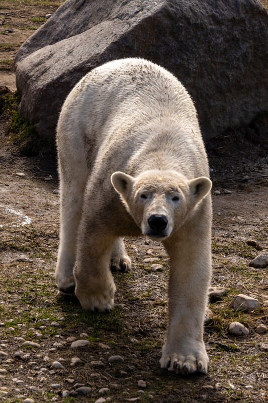 tallinna-loomaaed 2025-04-06 1-18