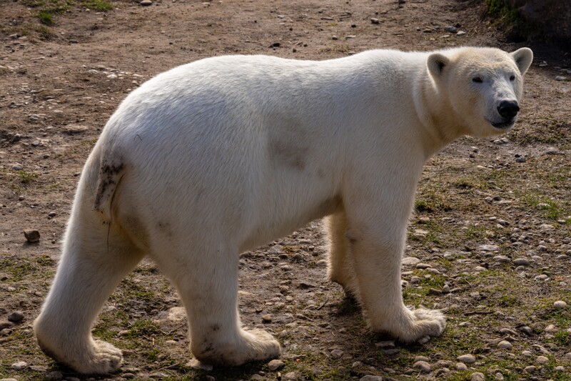 tallinna-loomaaed 2025-04-06 1-19