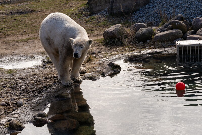 tallinna-loomaaed 2025-04-06 1-21