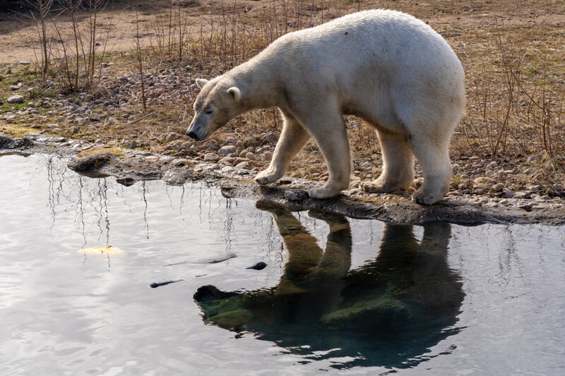 tallinna-loomaaed 2025-04-06 1-22