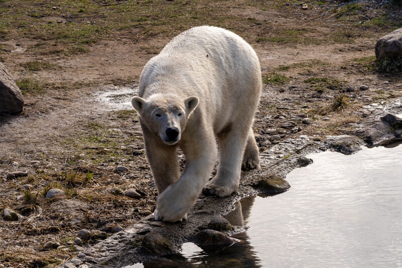 tallinna-loomaaed 2025-04-06 1-24