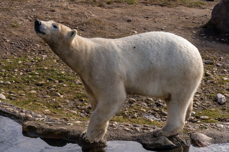 tallinna-loomaaed 2025-04-06 1-25