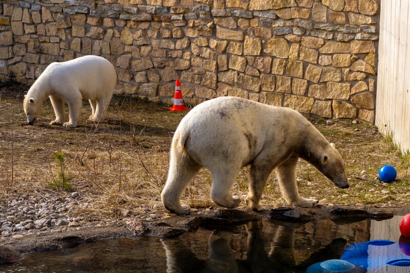 tallinna-loomaaed 2025-04-06 1-26