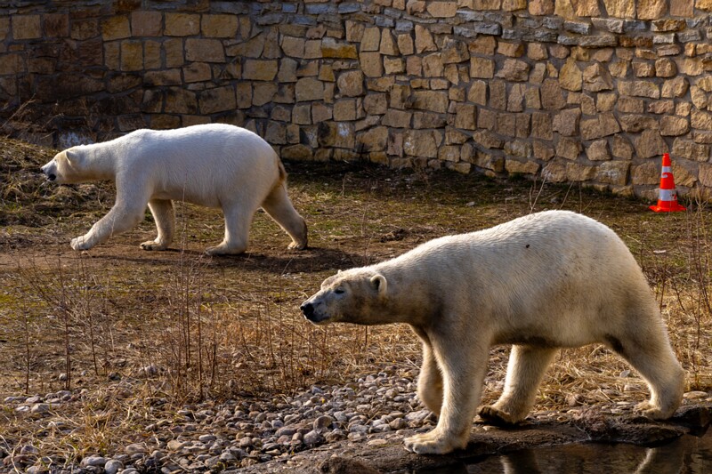 tallinna-loomaaed 2025-04-06 1-27