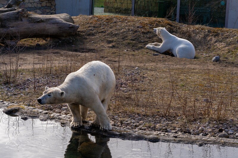 tallinna-loomaaed 2025-04-06 1-28
