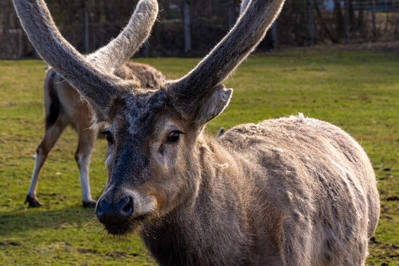 tallinna-loomaaed 2025-04-06 1-29