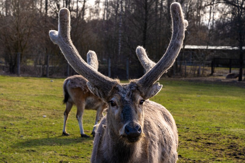 tallinna-loomaaed 2025-04-06 1-30