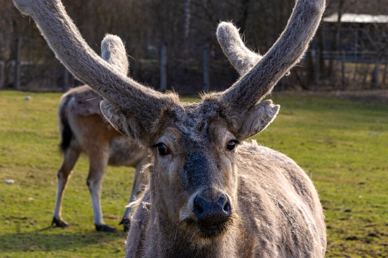 tallinna-loomaaed 2025-04-06 1-31