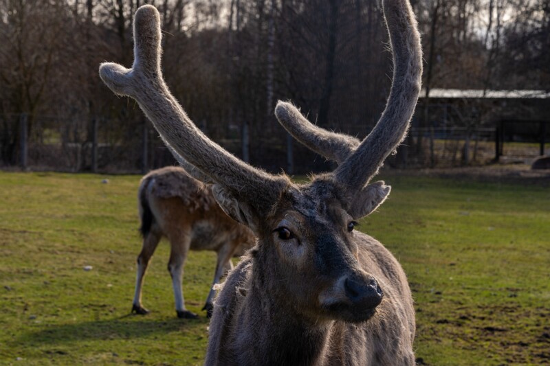 tallinna-loomaaed 2025-04-06 1-32