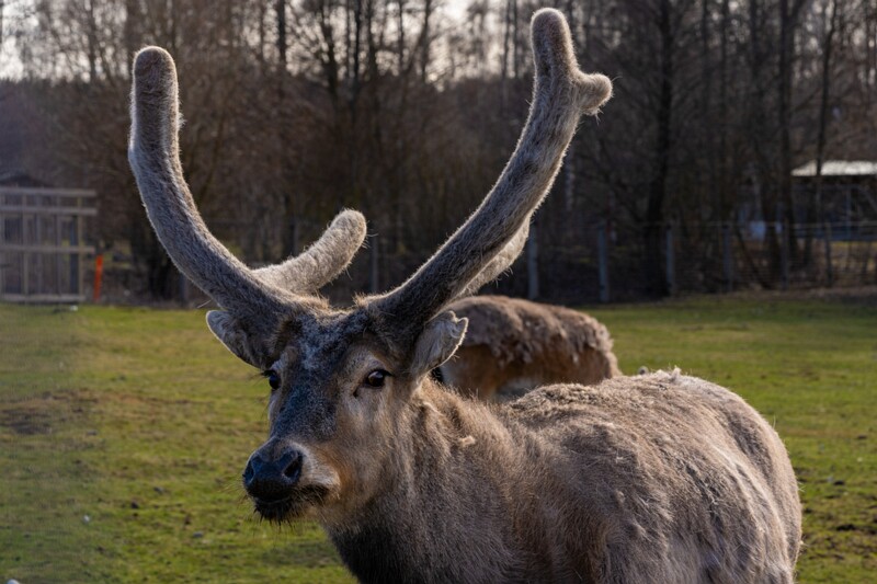 tallinna-loomaaed 2025-04-06 1-33