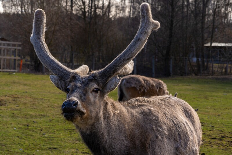 tallinna-loomaaed 2025-04-06 1-35