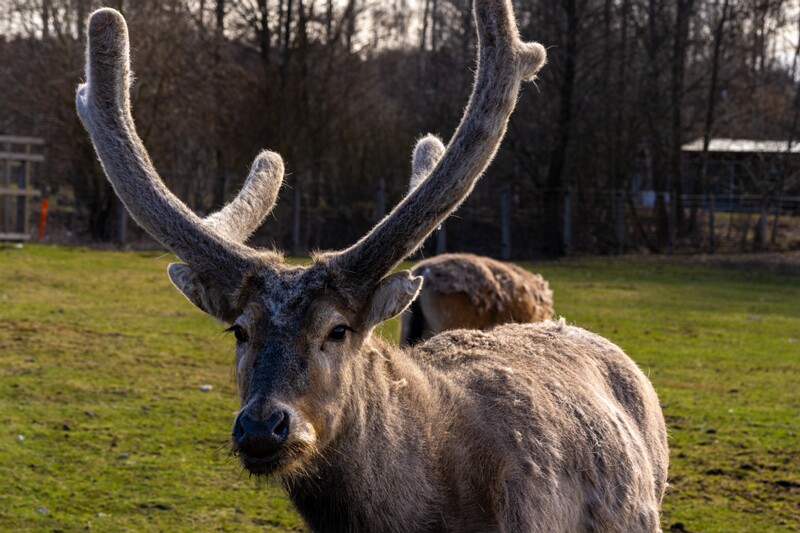 tallinna-loomaaed 2025-04-06 1-36