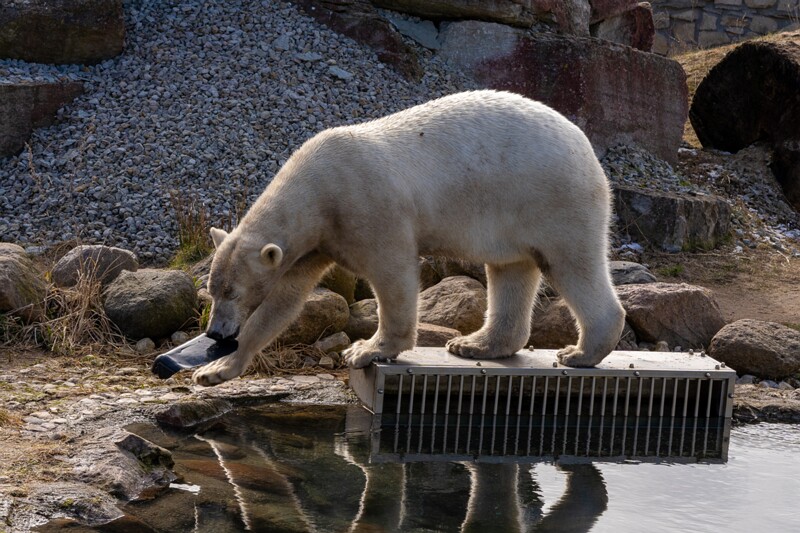 tallinna-loomaaed 2025-04-06 1-4