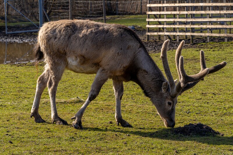 tallinna-loomaaed 2025-04-06 1-40