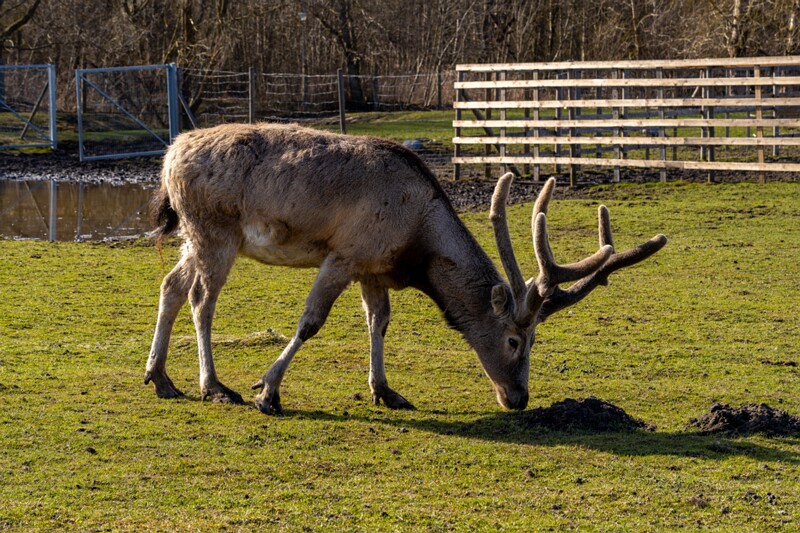 tallinna-loomaaed 2025-04-06 1-42