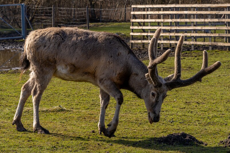 tallinna-loomaaed 2025-04-06 1-44