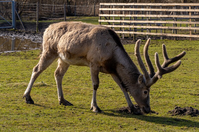 tallinna-loomaaed 2025-04-06 1-46