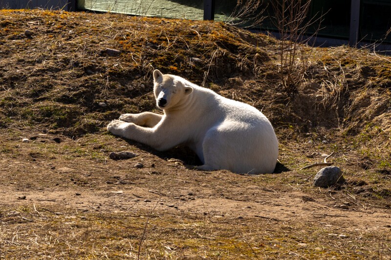 tallinna-loomaaed 2025-04-06 1-47