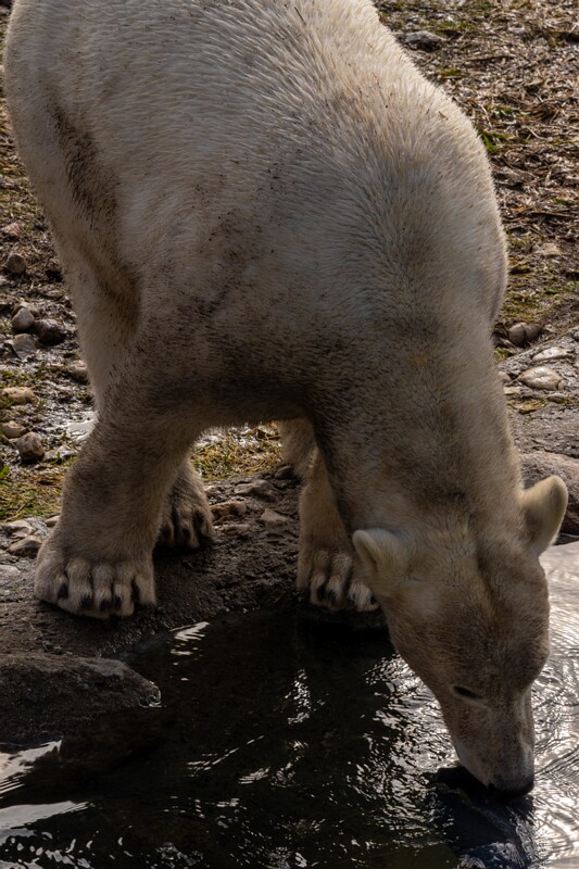 tallinna-loomaaed 2025-04-06 1-5