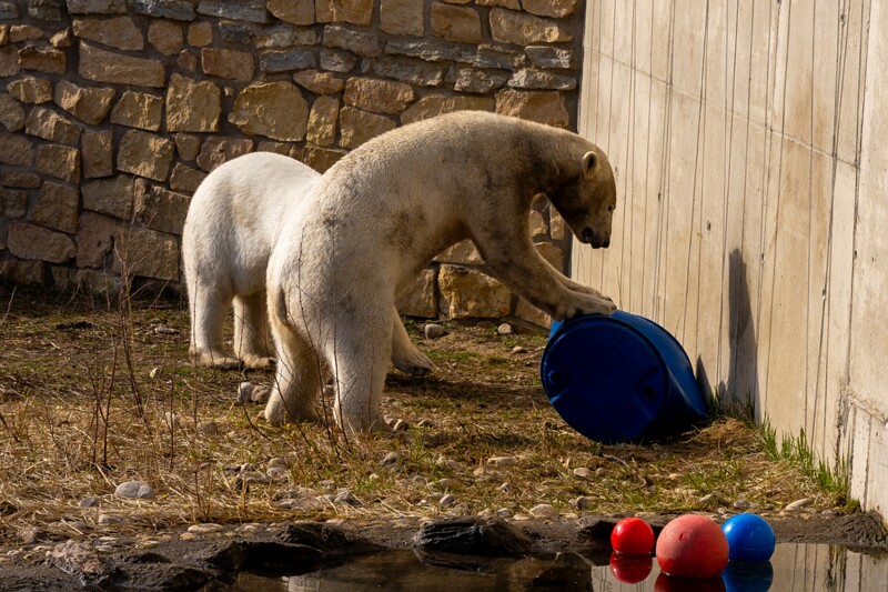 tallinna-loomaaed 2025-04-06 1-59