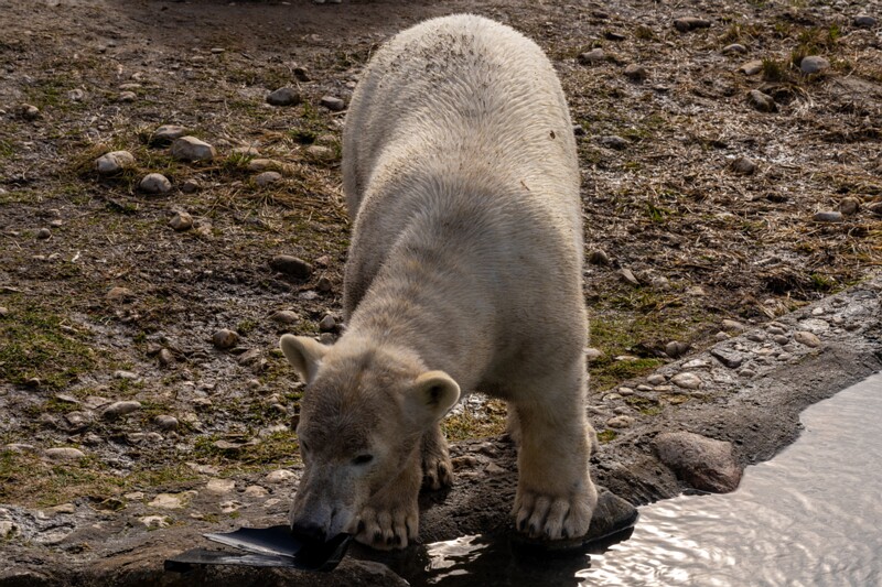 tallinna-loomaaed 2025-04-06 1-6